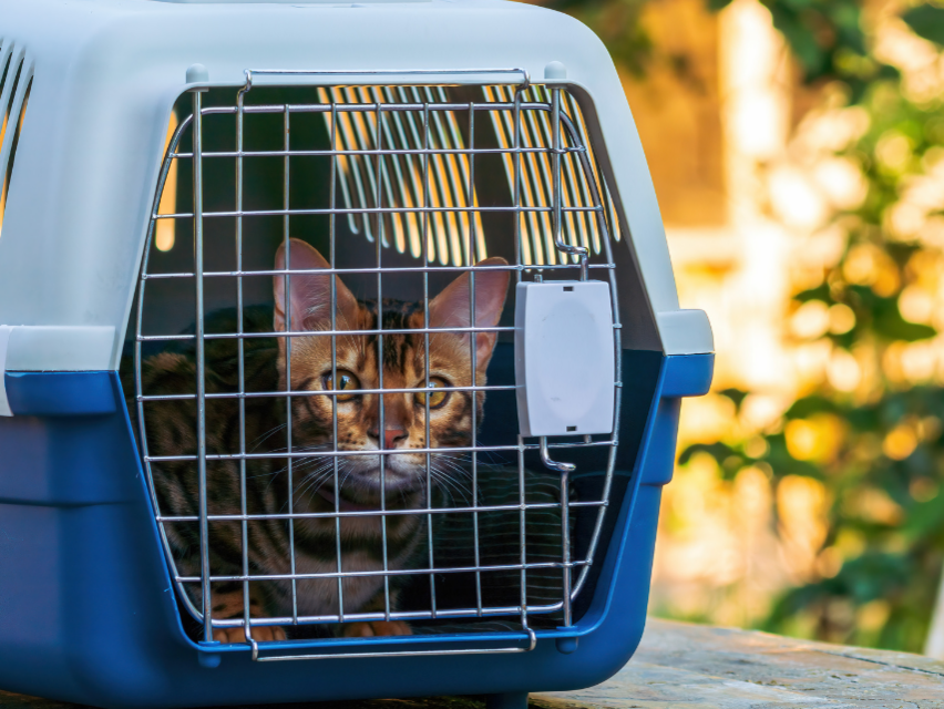 Tiere im cambio-Auto. Ein schwieriges Thema